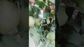 Aaha tomater bade majedar tomato plant song [upl. by Wendie]