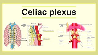 celiac plexus [upl. by Evelina822]