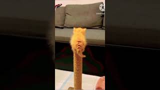 Funniest cats short video ll funny moments [upl. by Paulsen]