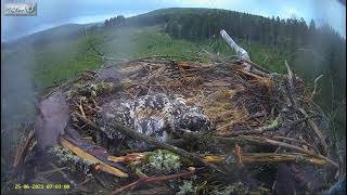 An example of Thanatosis at LlynClywedog 250621 [upl. by Silletram]