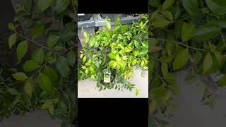 Xylosma congestum DENSE LOGWOOD 🌳10 feet tall and wide everygreen shrub [upl. by Atnoed]