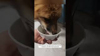 This kind man rescued a poor fox that was trapped and then this happened animalshorts [upl. by Susannah97]