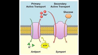 Secondary Active Transport [upl. by Adnovoj]