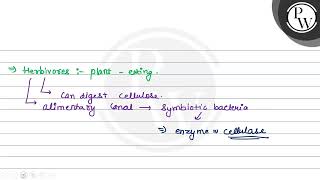 Man cannot digest cellulose whereas cow and \ \mathrmP \ other [upl. by Anirroc430]