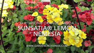 NEMESIA Planter [upl. by Amliw410]