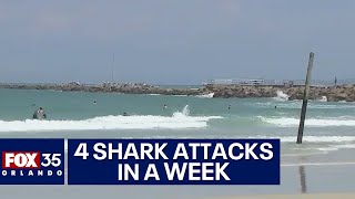 Four shark attacks in a week at Central Florida beaches [upl. by Rekrap185]