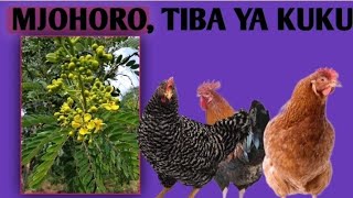 USINUNUE TENA DAWA ZA KUKU TUMIA MJOHORO chickenpoultryfarming ufugaji [upl. by Hermione]