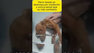 Perro lisiado se desmaya por insolación y shorts emotionalstory realstory story pets stories [upl. by Leizar]