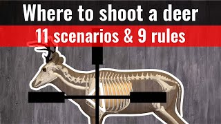 where to shoot a deer  11 shot placement charts where to aim [upl. by Ulric]