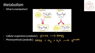 SBI4UGrade 12 Biology 21 Metabolism and Energy [upl. by Corel]