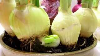 Onion Growth Timelapse Video [upl. by Anissa172]