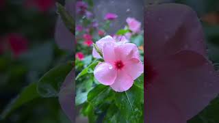 Noyontara flower🌸shortvideo garden gardenplants nature foryou [upl. by Ellehcir]