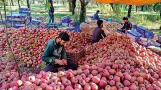 Apple Juice Production Process  Apple juice manufacturing process [upl. by Neeneg682]