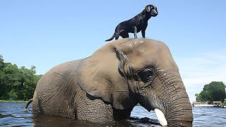 14 Best Animal Friendships in the World [upl. by Stoffel398]