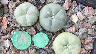 2 Lophophora Williamsii Timelapse of POC Harvest experiment [upl. by Menell645]