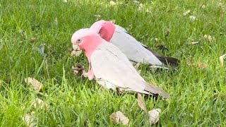 Perth  The Pink and Grey Galahs Enjoy a Snack  Australian Parrots Perthnaturalbeauty [upl. by Anidualc]