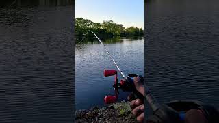 NO BACKLASH  Baitcaster texasrig setup baitcaster fishing fishingvideo fish fishingchannel [upl. by Elspet]