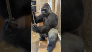 Powerful Shabani taps the glass Higashiyama Zoo gorilla Silver back [upl. by Perseus42]