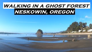 Neskowin Ghost Forest  4k Walking Tour [upl. by Aehcsrop]