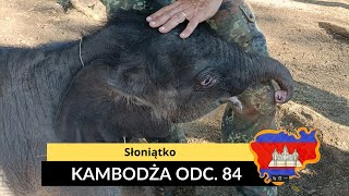 Kambodża  Słoniątko odc 84 [upl. by Atteuqehs146]