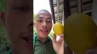 Niagara fruti sekali lagi niagara fruit 👆😙👆 niagarafruit [upl. by Asin]