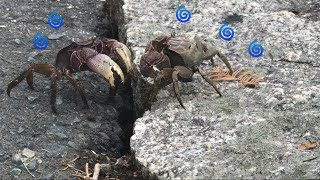 🦀カニ Crab Fight Windy Morning at Sanaruko 425 [upl. by Aieken]