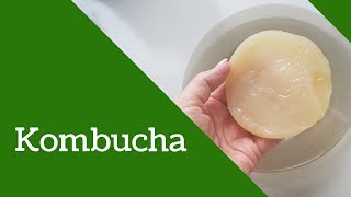 Grzyb herbaciany Kombucha kombucza  naturalny probiotyk Jak zrobić i stosować [upl. by Wagoner]