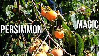 A Year of Persimmon Trees My Persimmon Dreams Have Come True [upl. by Irneh]