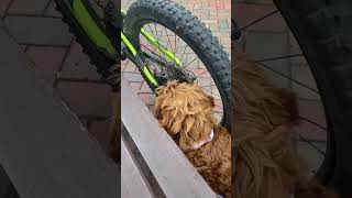 Dog scared with bike [upl. by Annaitsirk]