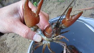 Trapping Big Signal Crayfish in the Pacific Northwest [upl. by Llenreb906]