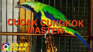 CUCAK CUNGKOK MASTER 2020  SUARA JERNIH FULL HD [upl. by Kirchner]