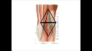 anatomie de la région poplitée [upl. by Ninette]