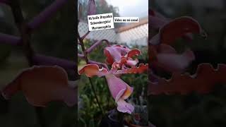 Linda mi Orquidea SchomburgkiaMyrmecophila💜 shortsviral shorts anaorquideastv orchids [upl. by Zeb111]