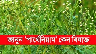 সাবধান  আপনার বাড়ির আশে পাশেই রয়েছে এই বিষাক্ত গাছ  পার্থেনিয়াম  Parthenium [upl. by Pavior82]