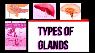 Types of glands I Exocrine I Endocrine I Merocrine I Apocrine I Holocrine I Serous I Mucous I [upl. by Adnolay791]