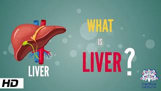 What is Liver Anatomy Parts and Function [upl. by Peti]