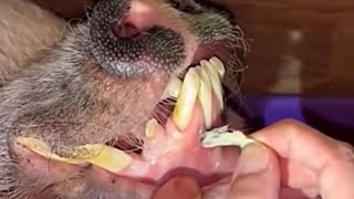 Ingrown Hair Inside Hog’s Gum [upl. by Dwyer]