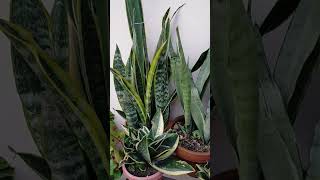 Snake Plant Carevarieties of snake plantgardening sansevieria [upl. by Frame]