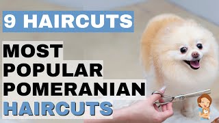 Top 9 Trending Pomeranian Haircuts Haircuts That Will Leave You Regretful amp Styles for a Happy Pom [upl. by Einon]