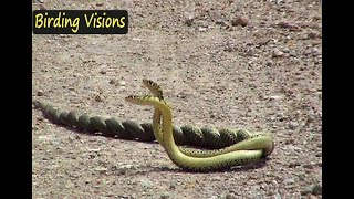 Combat in Whip snakes  Tolfa Hills Italy [upl. by Marys259]