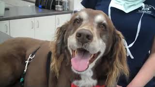 Dog Stridor  Laryngeal Paralysis [upl. by Glynas]