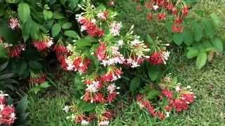 Quisqualis Jasmine Russelia Clerodendrum Plumbago [upl. by Sheehan614]