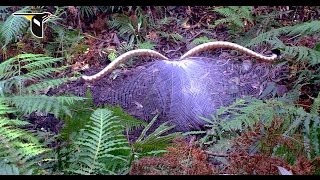 The Fanciest Bird in the World Superb Lyrebird [upl. by Melitta]