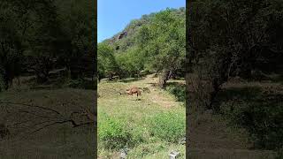 camels pasturing wadidarbat salalah [upl. by Schreiber]