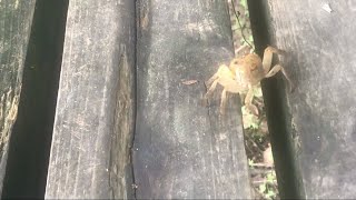 🦀カニ Crabs in New Season at Sanaruko 428 [upl. by Oicnerual60]