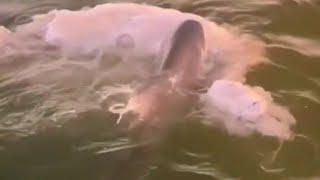 Rare footage of Shark eating a Manatee 🦈 [upl. by Acnayb]