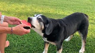 Diego geniesst seine Wassermelone [upl. by Kaule]