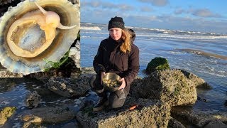 How to find free food on a beach limpets [upl. by Are]