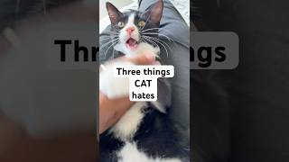 PewDiePie What Cat hates from you cat knowledge kitten [upl. by Meehaf471]