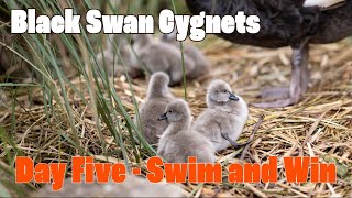 Black Swan Cygnets in Dawlish  Day 5 [upl. by Ymereg]